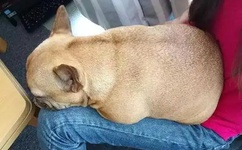 丁香五六月婷婷